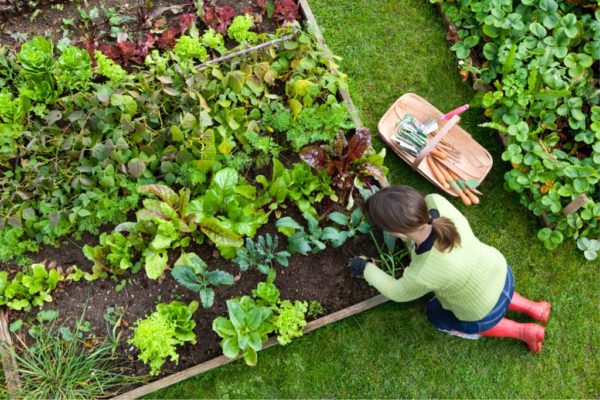 3 Tips That’ll Save Your Back While Gardening
